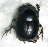 Слика од Onthophagus bayeri Balthasar 1942