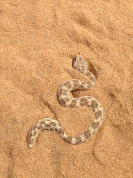 Image of Sahara Sand Viper