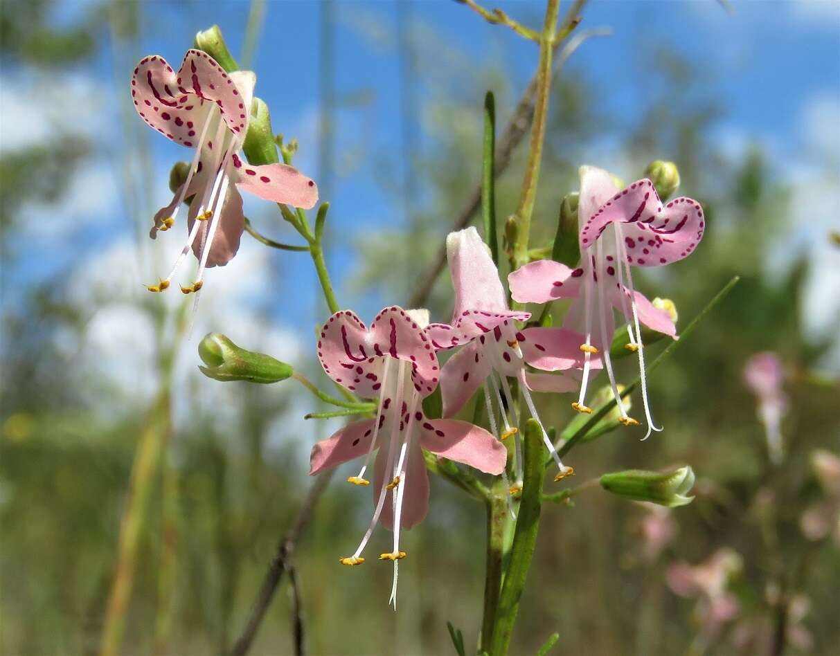 Dicerandra fumella Huck的圖片