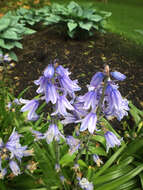 Image of Hispanic hyacinthoides