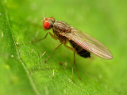 Image of Pomace fly