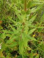 Image of redsepal evening primrose