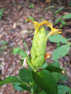 Image of Barleria crossandriformis C. B. Cl.