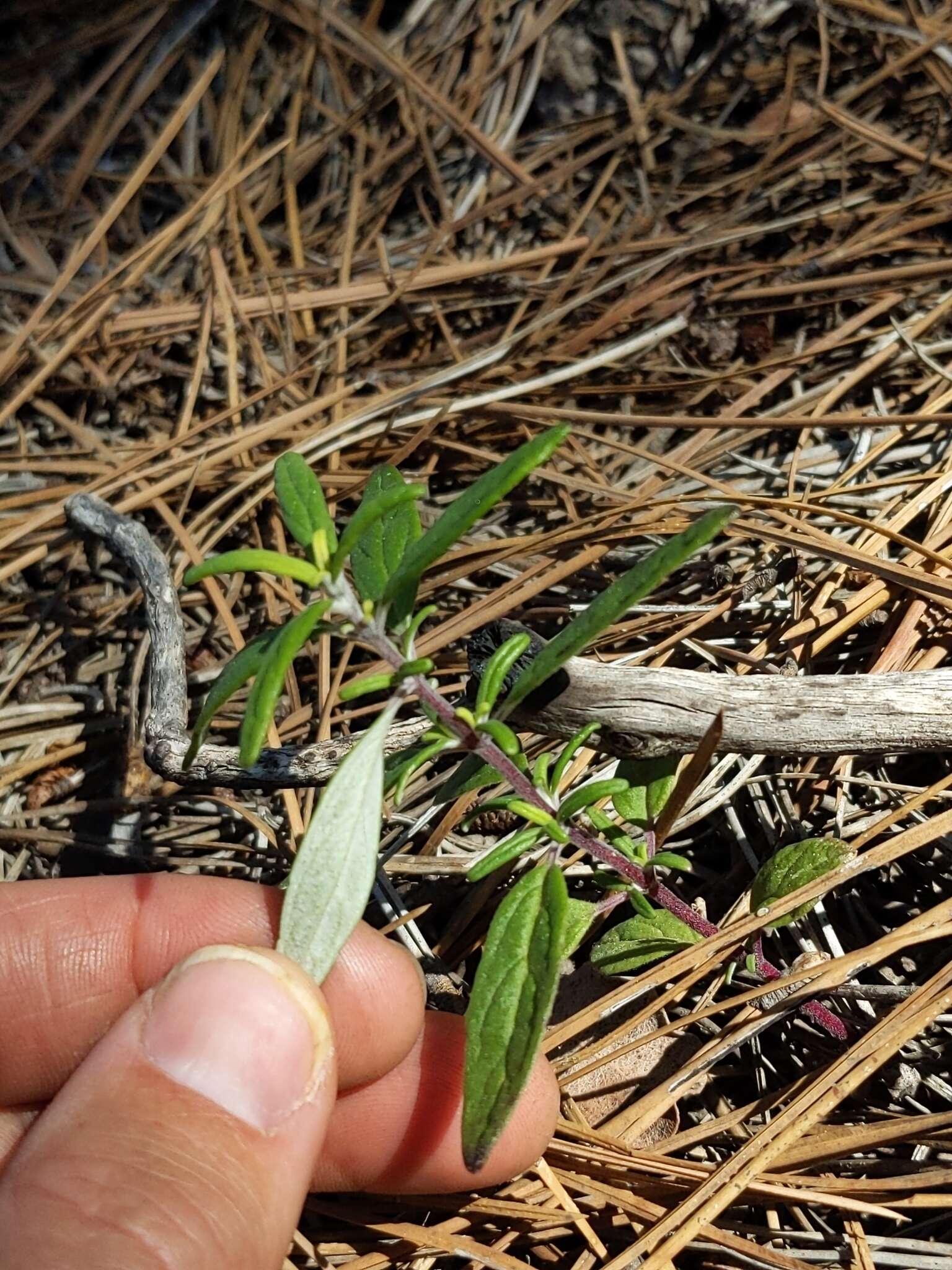 صورة Monardella hypoleuca A. Gray