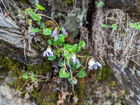 Image of Viola senzanensis Hayata