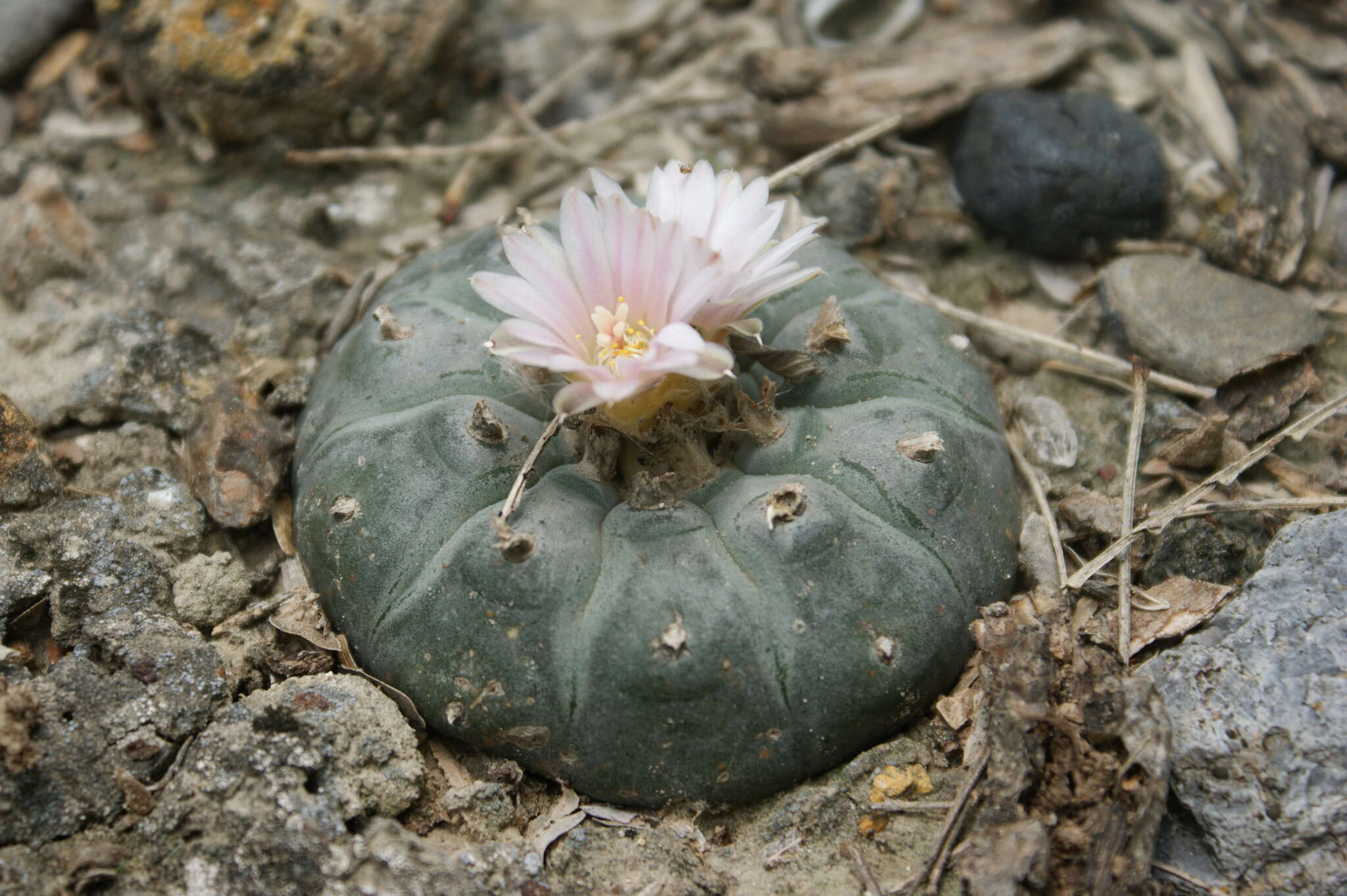 Image of lophophora