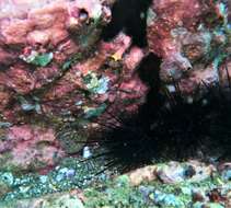 Image of Banded cleaner goby