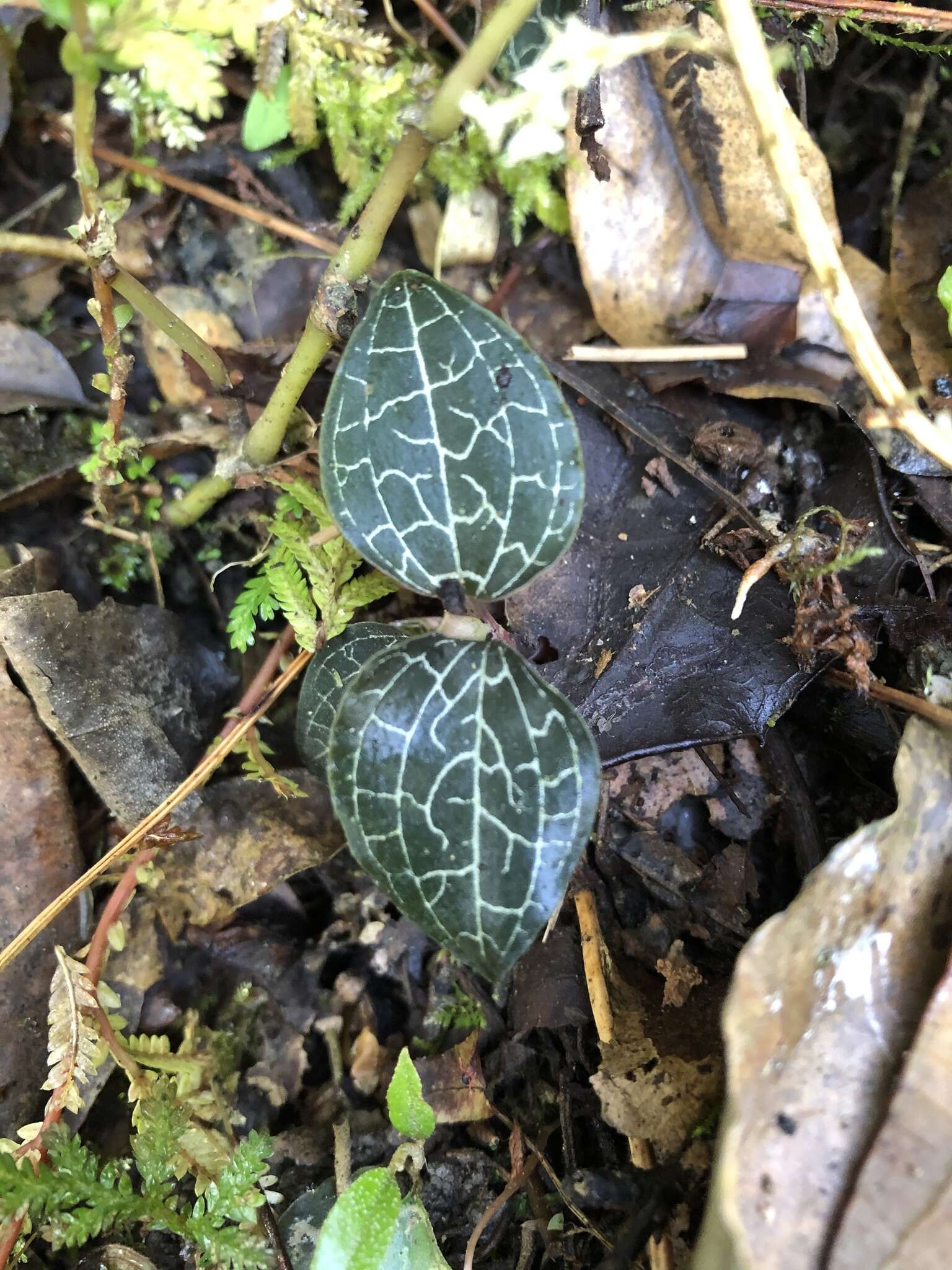 Image of Anoectochilus formosanus Hayata