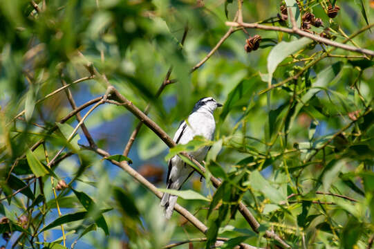 Image of Pied Triller