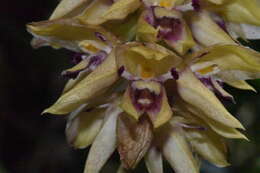 Sivun Bulbophyllum occlusum Ridl. kuva