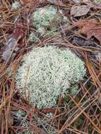 Image de Cladonia subtenuis (Abbayes) A. Evans