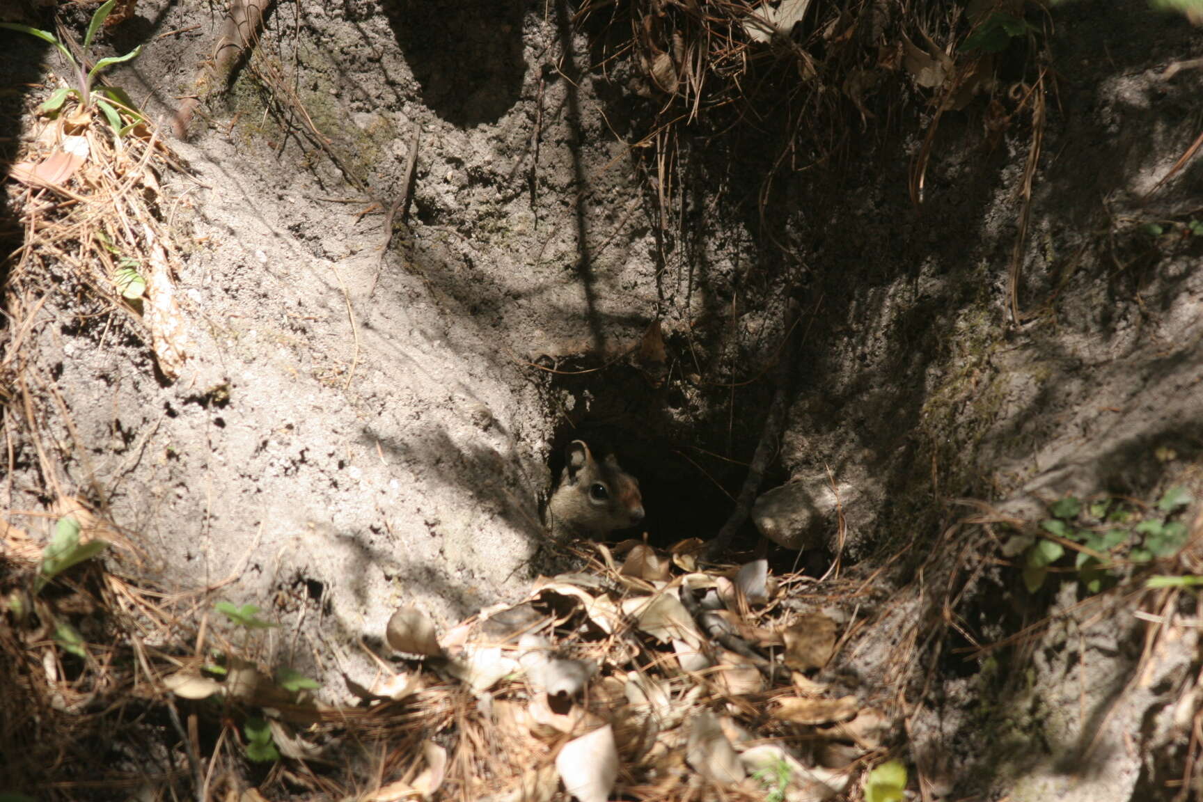 Image of Sierra Madre ground squirrel