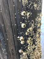 Image of Striped barnacle