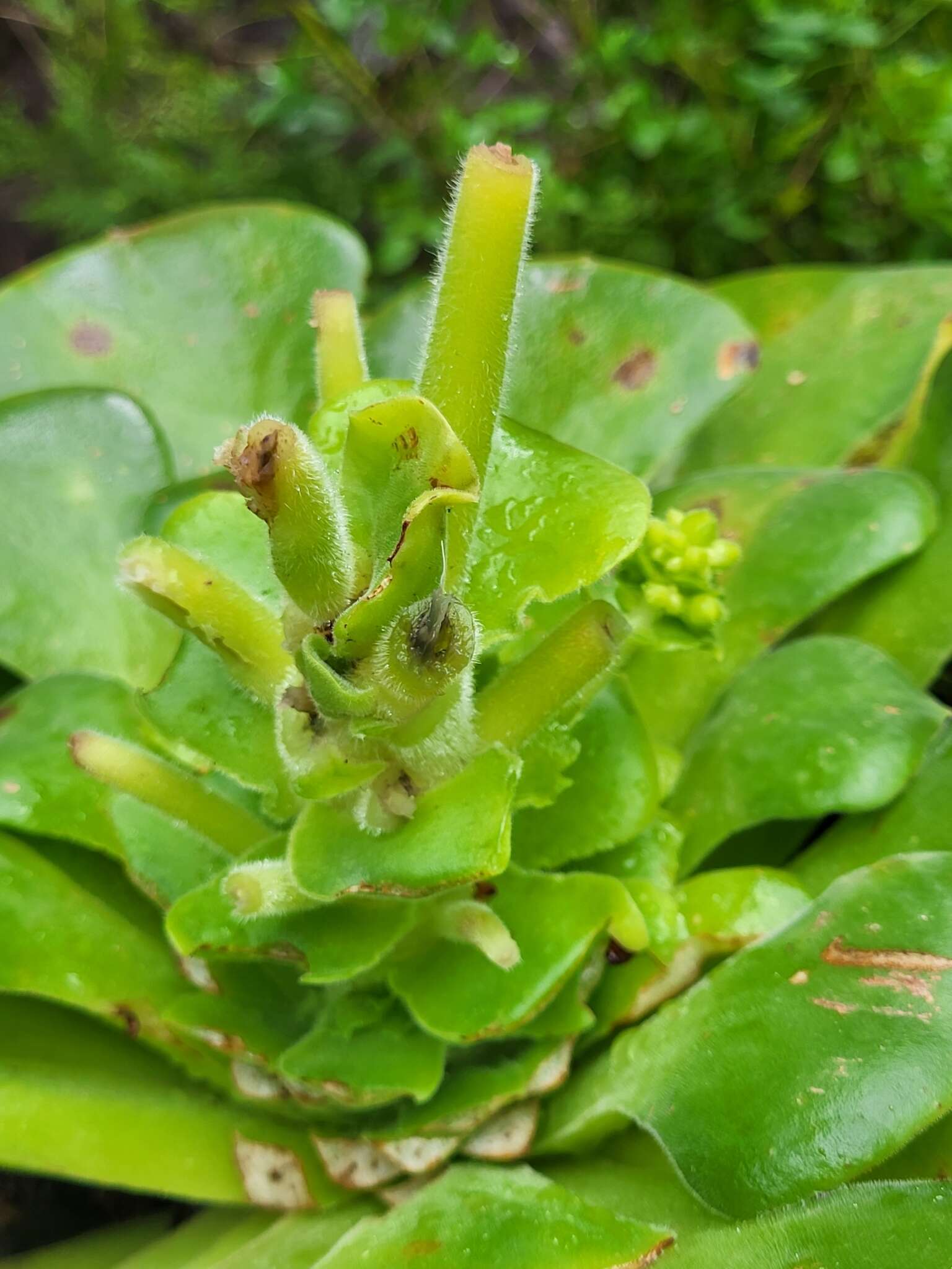 Image of Aeonium canariense subsp. latifolium (Burchard) Bañares