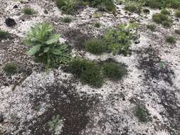 Image of Isolepis antarctica (L.) Roem. & Schult.