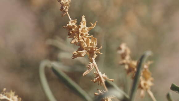 Image of fourwing saltbush