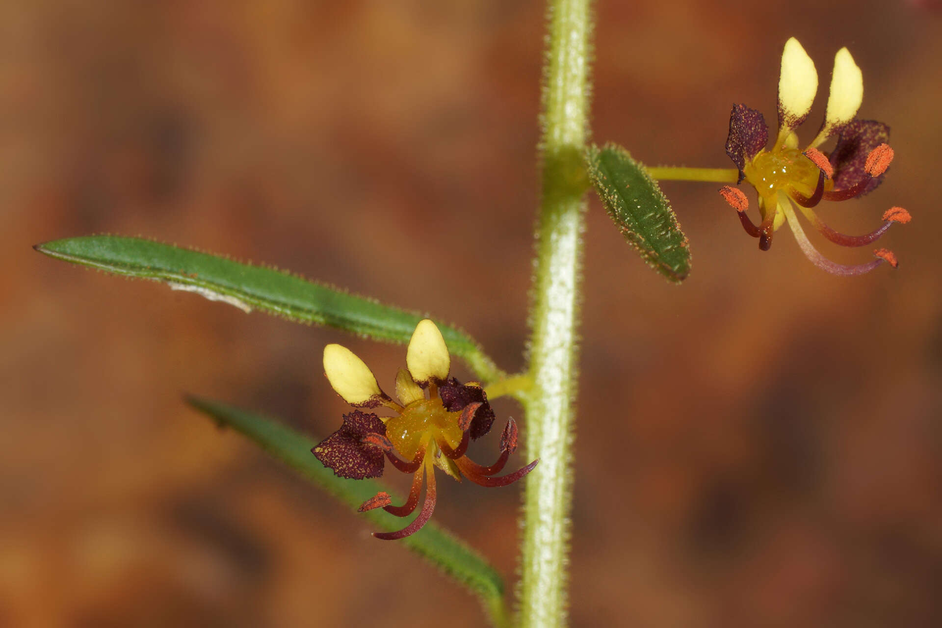 Image of Cleome violacea L.