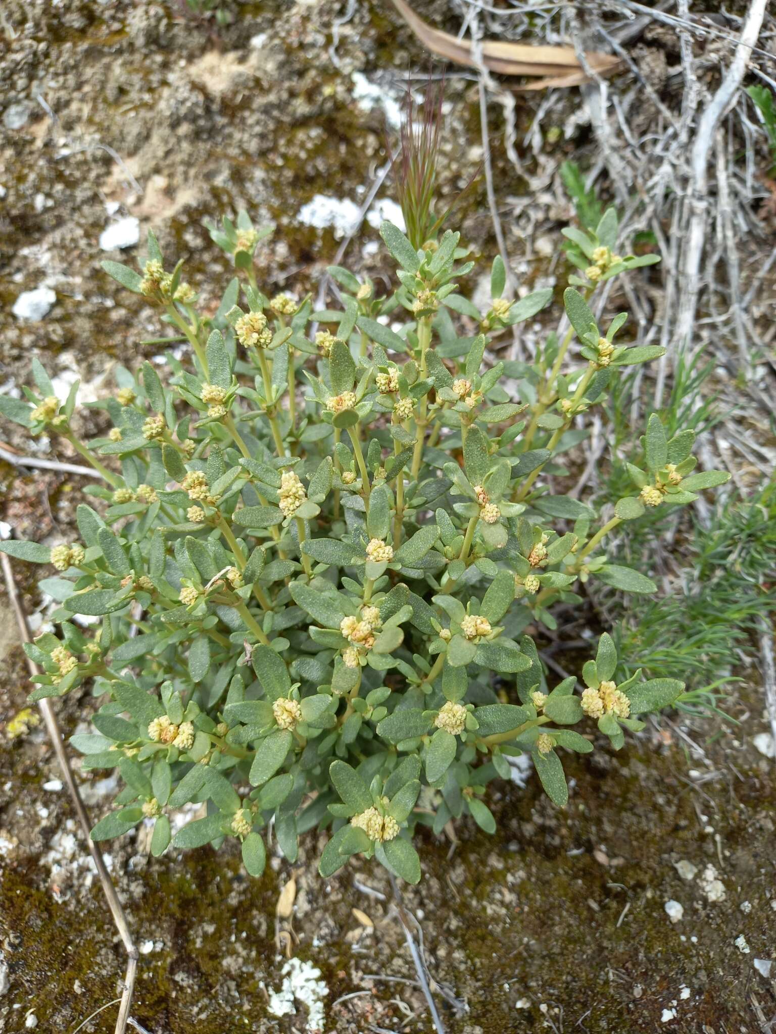 Helianthemum squamatum (L.) Pers.的圖片