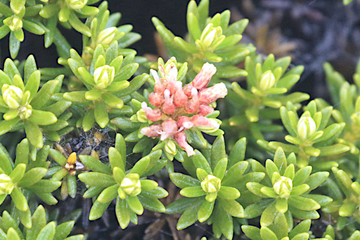 Ozothamnus ledifolius (A. Cunn. ex DC.) Hook. fil. resmi