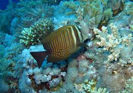 Image of Desjardin's Sailfin Tang