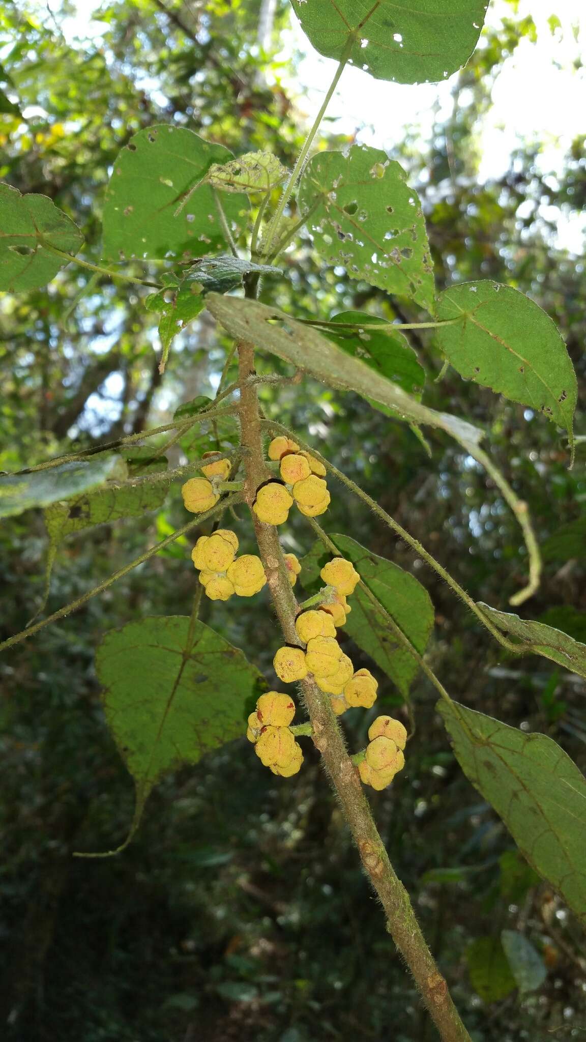 Macaranga cuspidata Boivin ex Baill.的圖片