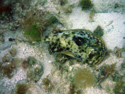 Image of Yellow Stingray