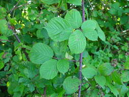 Image of Rubus rhombifolius Weihe ex Boenn.