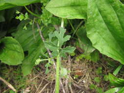 Image of Blumenbachia catharinensis Urb. & Gilg