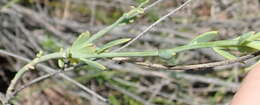 Image of Heliophila glauca Burch. ex DC.