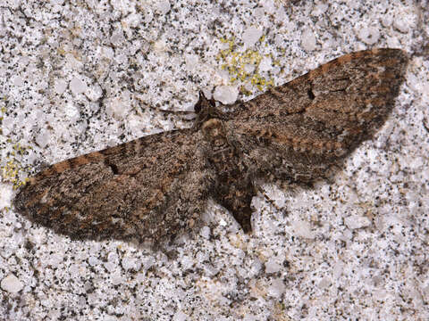 صورة Eupithecia tenerifensis Rebel 1903