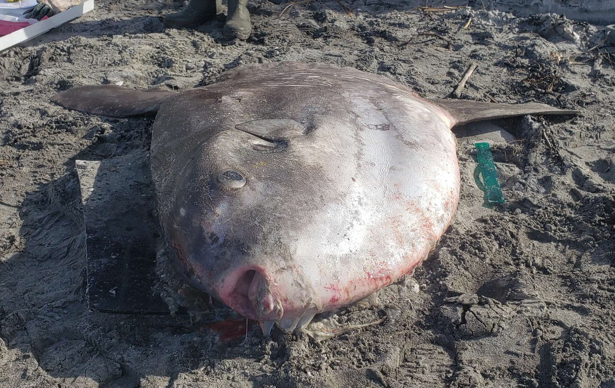 Image of Hoodwinker ocean sunfish