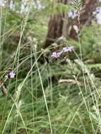 Image of Arthropodium milleflorum (Redouté) J. F. Macbr.