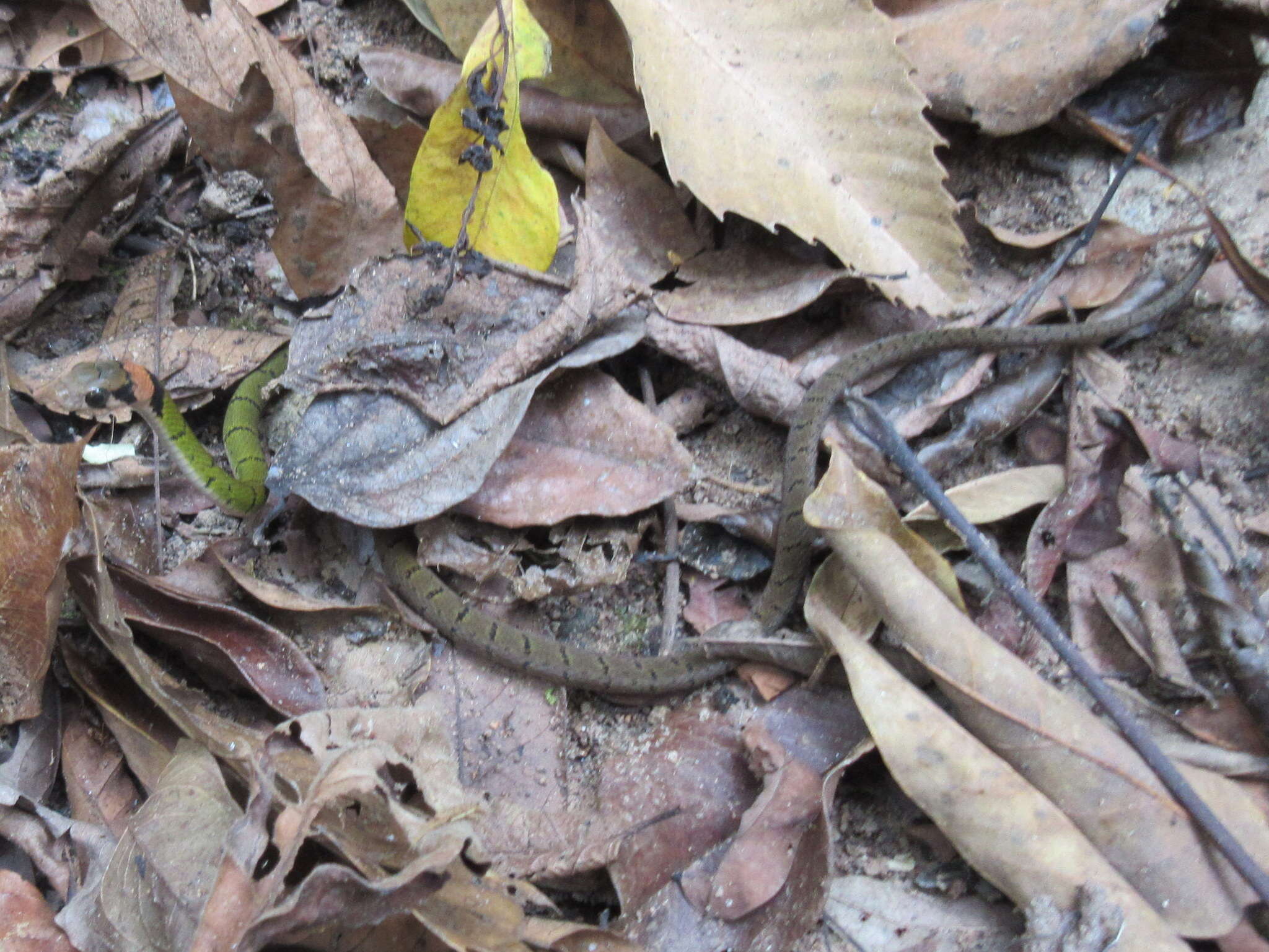 Image of Black-banded Keelback