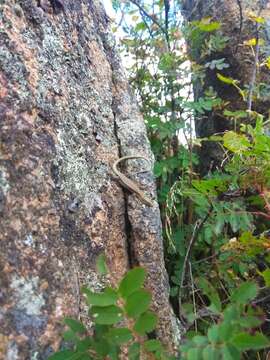 Image of Rock Lizard