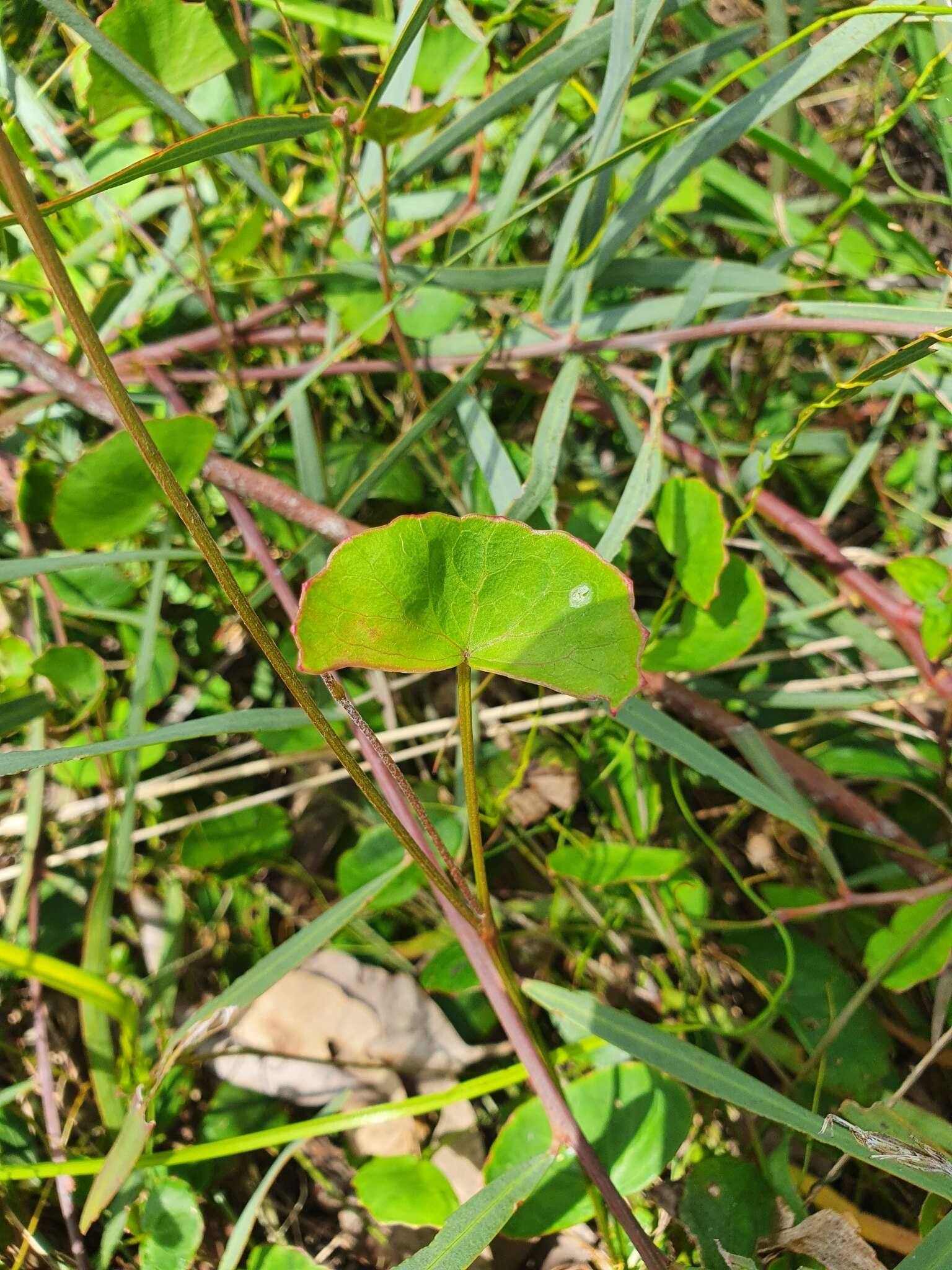 Image of Pentapeltis peltigera (Hook.) Bunge