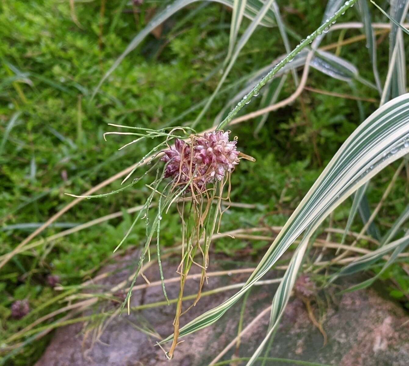 Image of wild garlic