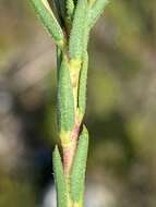 Image of Euchaetis diosmoides (Schltr.) I. J. M. Williams