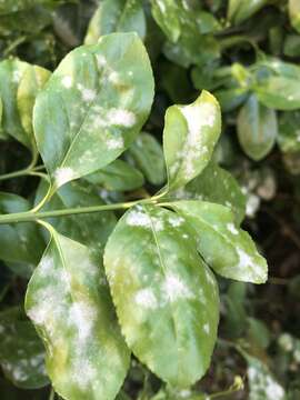 Image of Erysiphe euonymicola U. Braun 2012