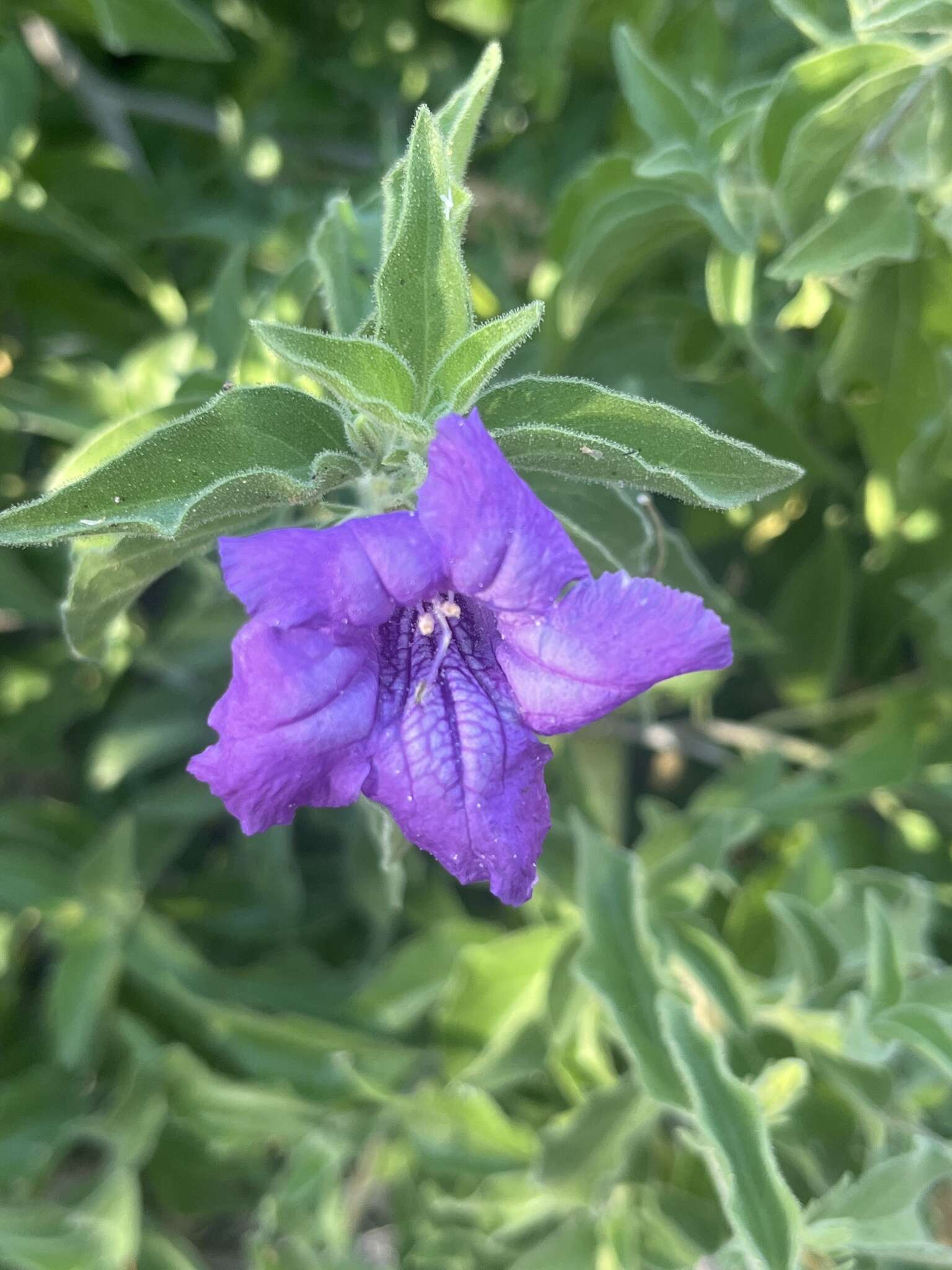 Sivun Ruellia californica subsp. californica kuva