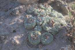 Image of Lophophora koehresii