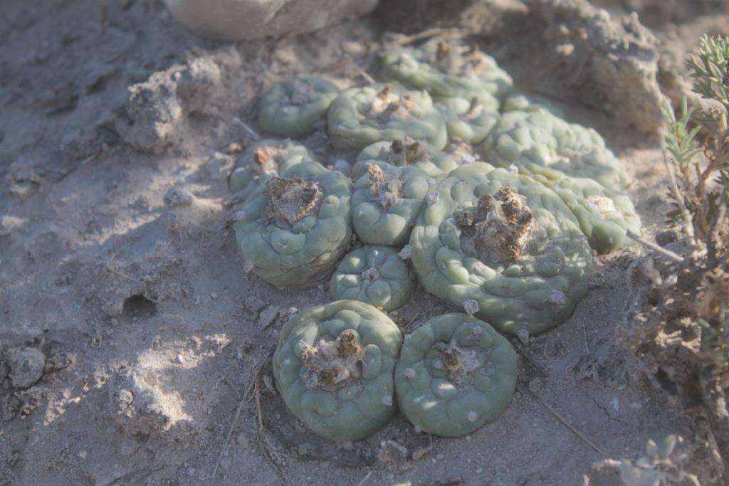 Image of Lophophora koehresii