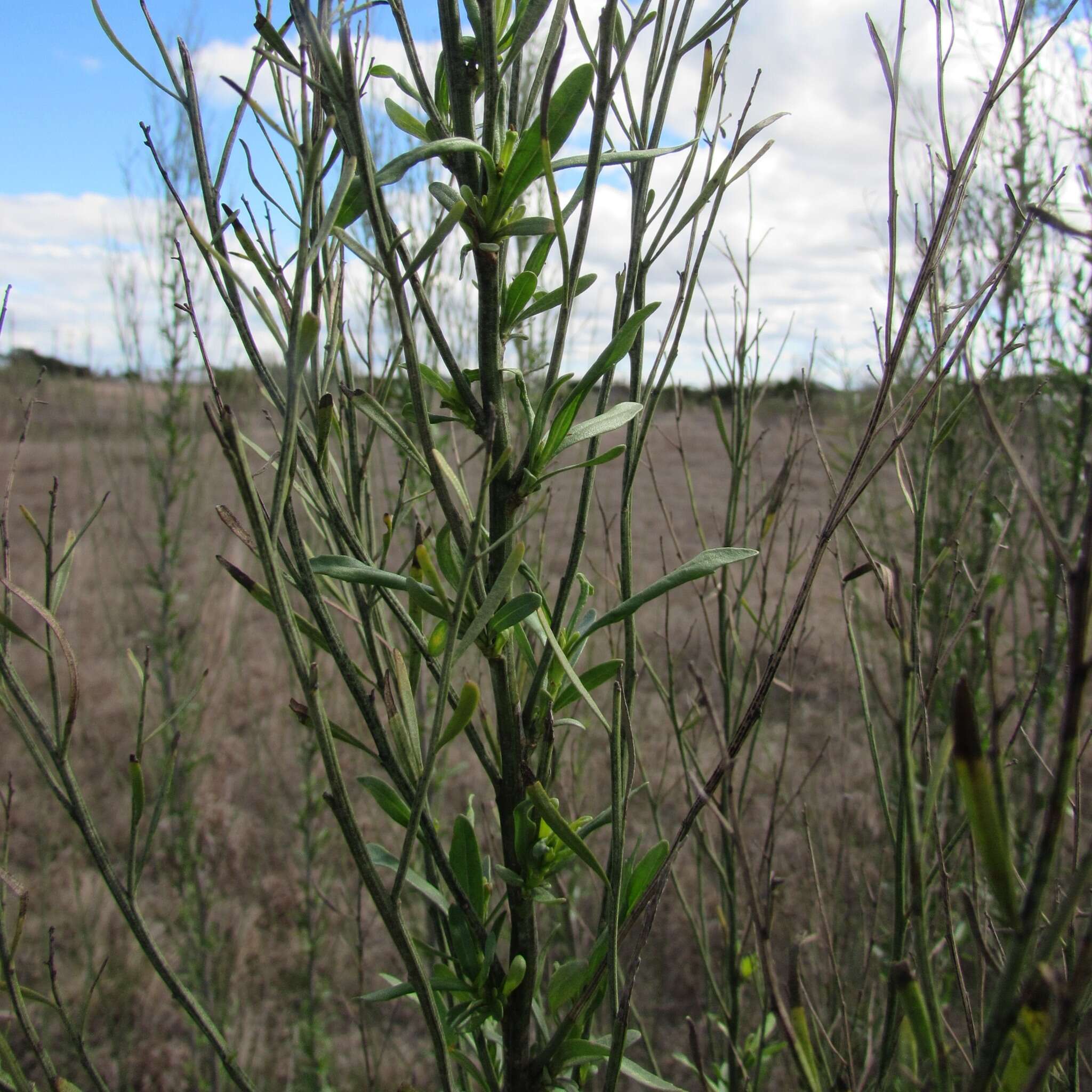 Image of Rooseveltweed