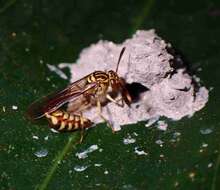 صورة Liostenogaster variapicta (Rohwer 1919)