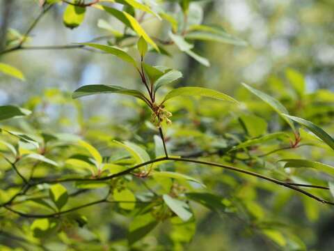 Lindera umbellata Thunb. resmi