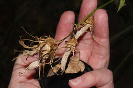 Image of Campanula cretica (A. DC.) D. Dietr.