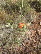 Image of small-leaf globemallow