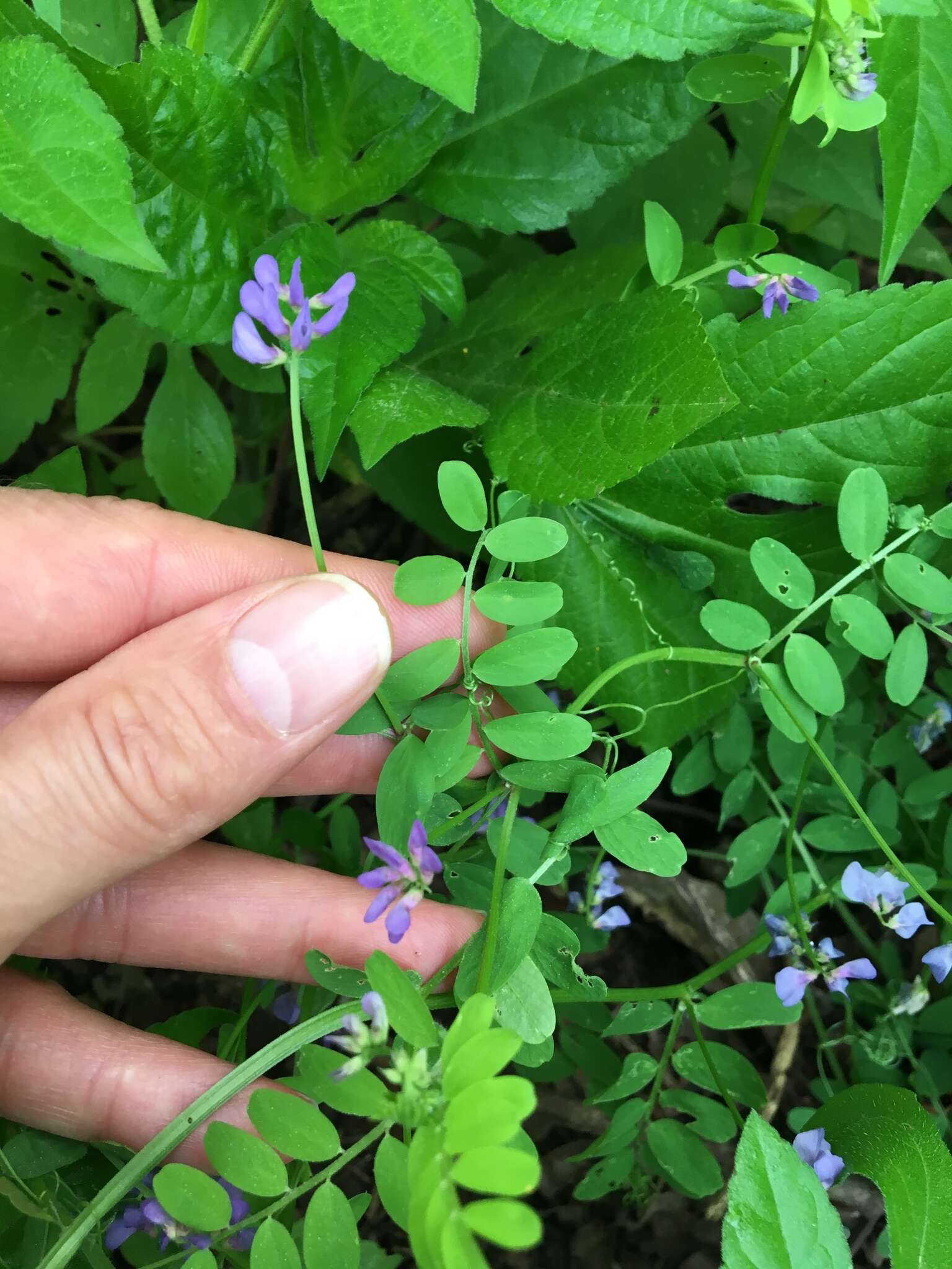 Image of Louisiana vetch