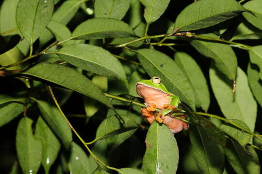 Слика од Zhangixalus aurantiventris (Lue, Lai & Chen 1994)
