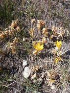 Image of winter daffodil