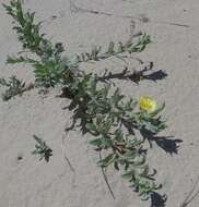 Image of seabeach evening primrose